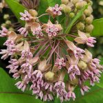 Asclepias syriaca