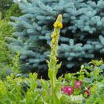 Verbascum thapsus