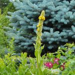 Verbascum thapsus