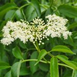 Sambucus canadensis cv. Maxima