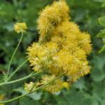 Thalictrum flavum subspec. glaucum