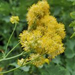 Thalictrum flavum subspec. glaucum