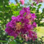 Crape Myrtle