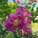 Crape Myrtle