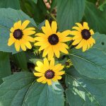 Black-Eyed Susan