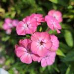 Garden Phlox