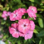 Garden Phlox