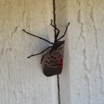 Spotted Lanternfly