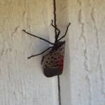 Spotted Lanternfly
