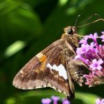 Spotted Skipper