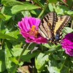 Tiger Swallowtail