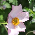 Anemone September Charm