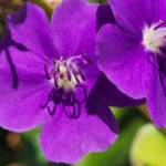 Tibouchina