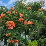 Campsis radicans