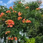 Campsis radicans