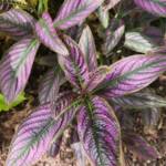 Strobilanthes dyerianus