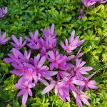 Autumn Crocus