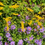 Goldenrod & Aster