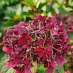 Hydrangea 'Endless Summer Bloomstruck'