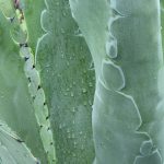 Agave Americana