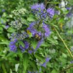 Caryopteris x clandonensis