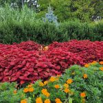 Red Coleus