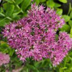 Sedum telephium