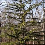 Cedrus Deodara