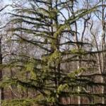Cedrus Deodara