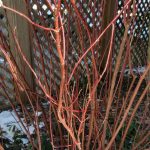 Red Twig Dogwood