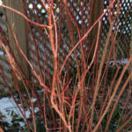 Red Twig Dogwood