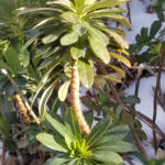 Euphorbia