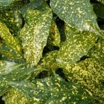 Aucuba Japonica cv Variegata