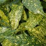 Aucuba Japonica cv Variegata