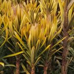 Cephalotaxus Harringtonia