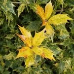 Golden Holly Leaves
