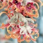 Hamamelis Vernalis Red Imp