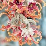 Hamamelis Vernalis Red Imp