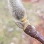 Magnolia Denudata Yulan Magnolia