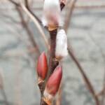 Salix Chaenomeloides