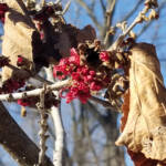 Hamamelis x Intermedia cv. Diane