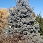 Picea Pungens Baby Blue Eyes