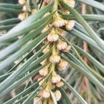 Cephalotaxus Harringtonia Cones