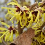 Hamamelis x Intermedia cv. Sunbursti