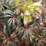 Helleborus x Nigersmithii c. Walhelivor