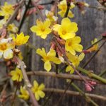 Jasminum Nudiflorum Group