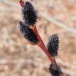 Salix Gracilistyla