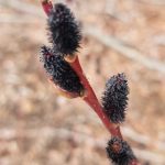 Salix Gracilistyla
