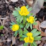 Eranthis Hyemalis - Winter Aconite
