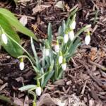 Galanthus Nivalis - Snowdrops